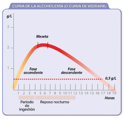 horas-no-dar-positivo-en-alcohol-curva-widmark